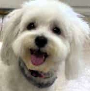 Amal's pup after a visit to the DogBeach Resort dog groomer in Pont Vedra FL.