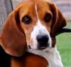 Banjo the Beagle hanging out with his friends at DogBeach Resort for dogs in Ponta Vedra beach FL