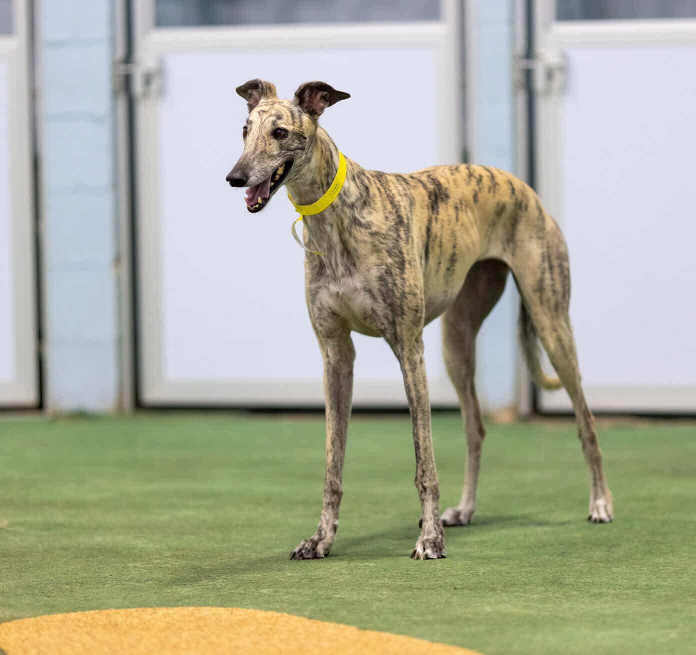 Brindle greyhound at doggy daycare at DogBeach Resort & Spa in Ponta Vedra FL