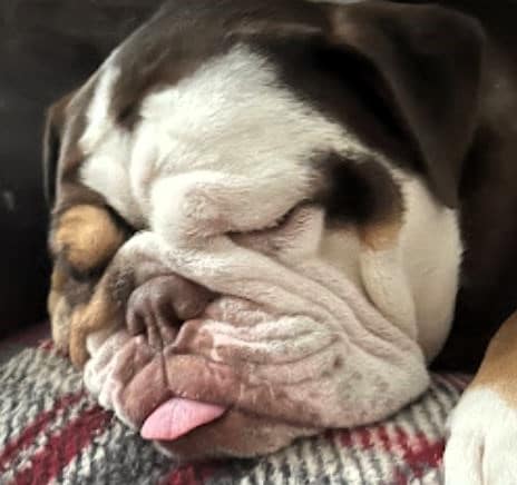 Tired pup after a fun day of play at DogBeach Resort in Ponta Vedra beach FL