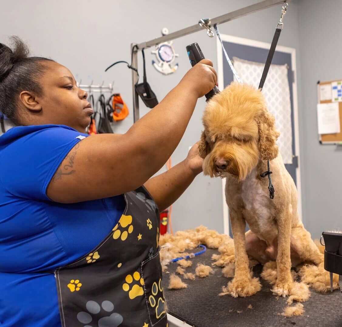 a golden furred doodle getting groomed by dogbeach staff person