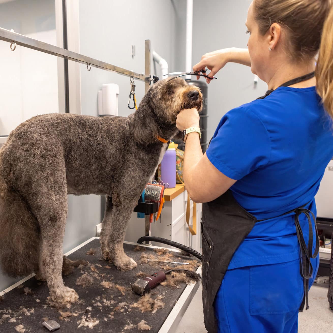 brown doodle getting groomed by a pet groomer wearing a deep blue short sleeved shirt and pants.