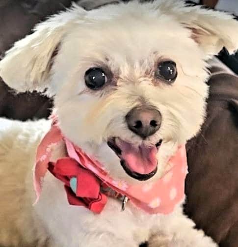 Erin's pup looking snazzy after a visit to the DogBeach dog groomer in Ponta Vedra Beach FL.