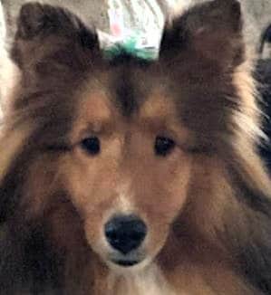 Fran's Shetland Sheepdog after a visit to Dogbeach Resort in Ponta Vedra Beach FL