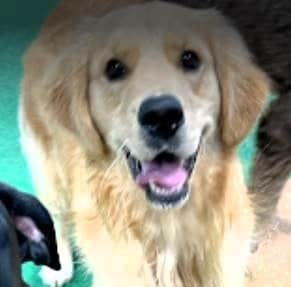 candid picture of a happy golden retriever