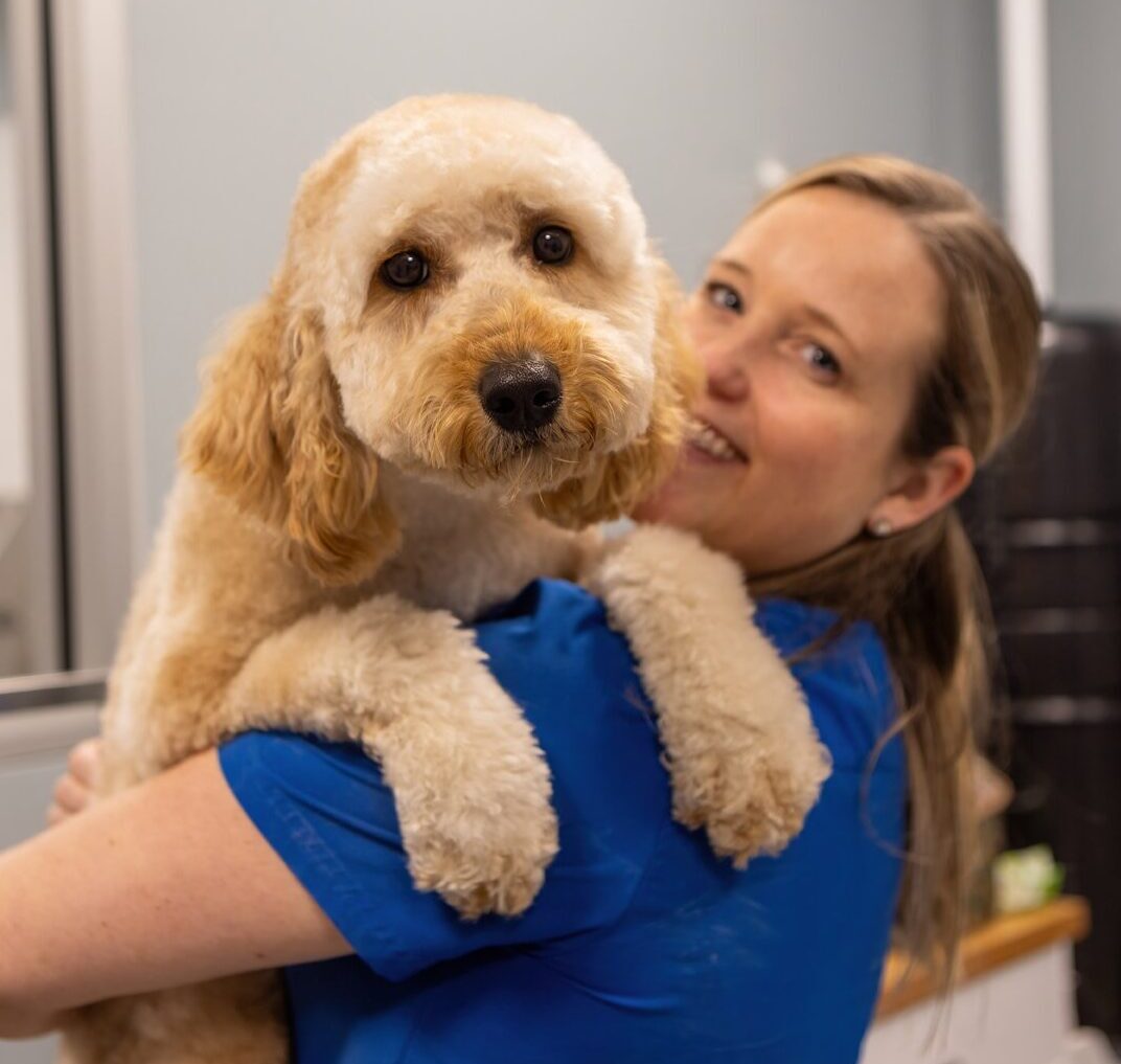 Labradoodle with groomer after being groomed at DogBeach Resort & Spa for Dogs