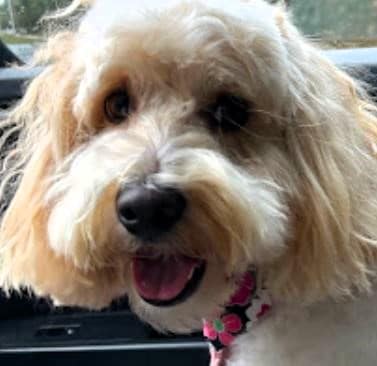 Nickelle's labradoodle after a happy stay at DogBeach Resort in Ponta Vedra Beach FL