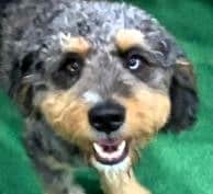 Ralphie the dog having the time of his life during his resort stay at DogBeach in Ponta Vedra FL