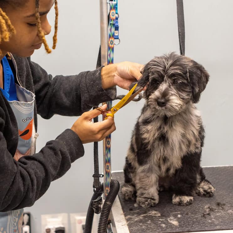 Groomer at DogBeach Resort & Spa for dogs trimming a small dog