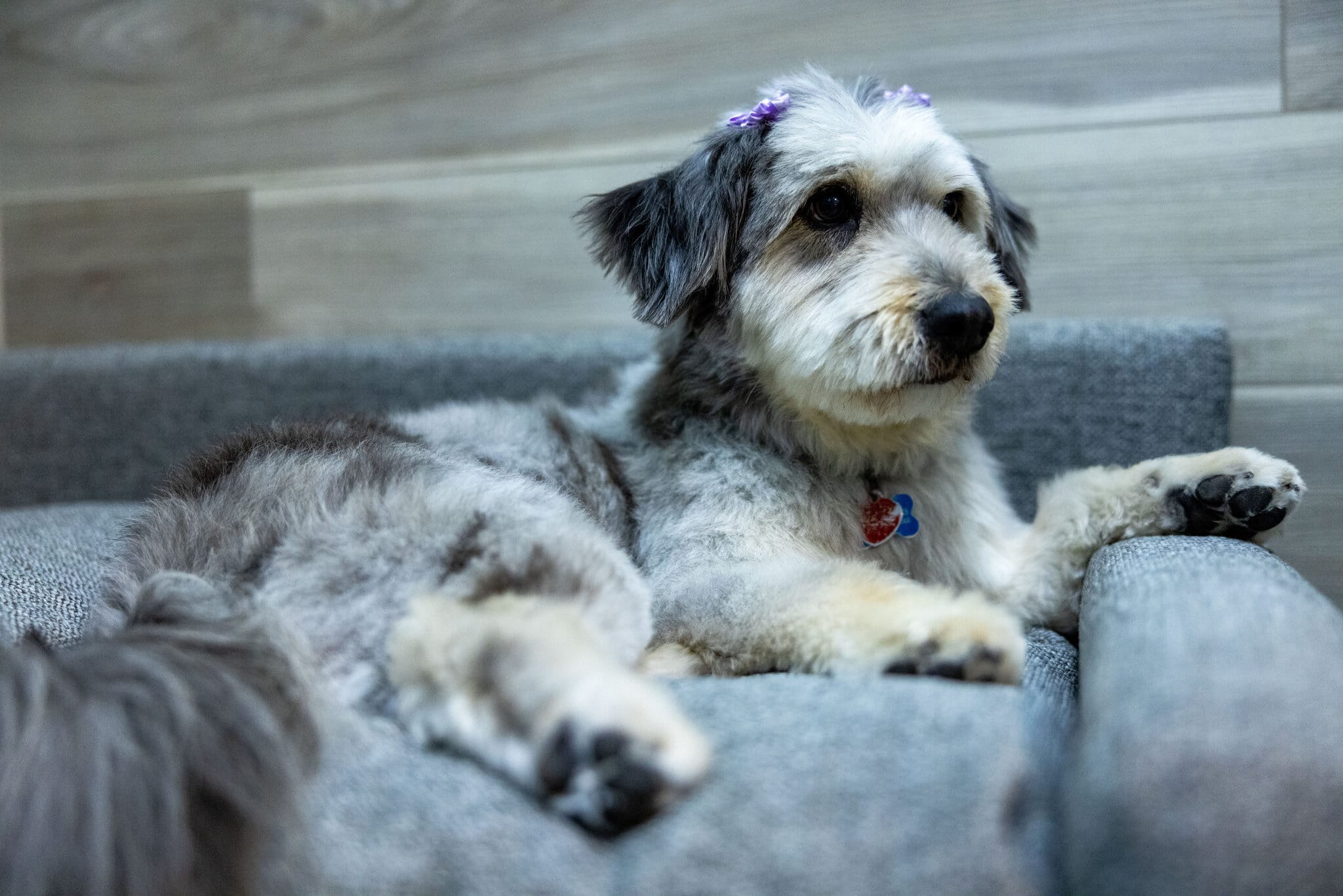 Very cute terrier lounging on their dog boarding exclusive suite couch after a nice groom