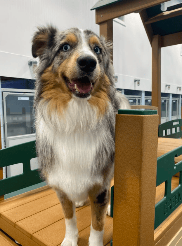 dogbeach day care ponte vedra
