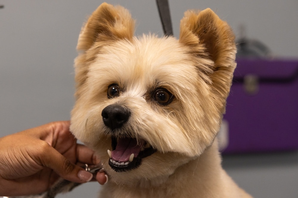 dog groomer winter park