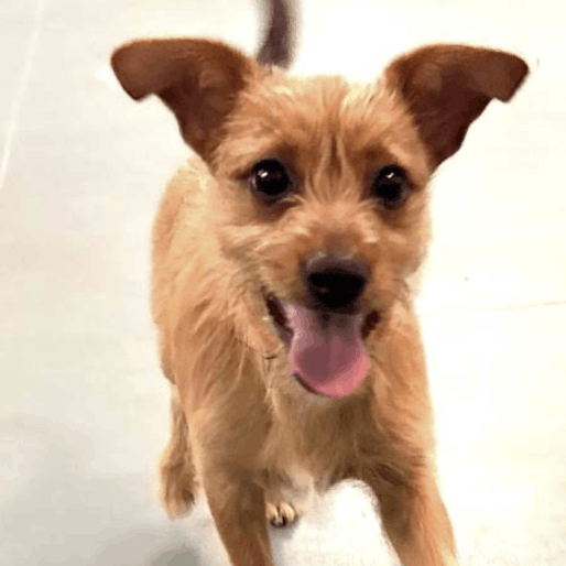 puppy at DogBeach daycare casselberry