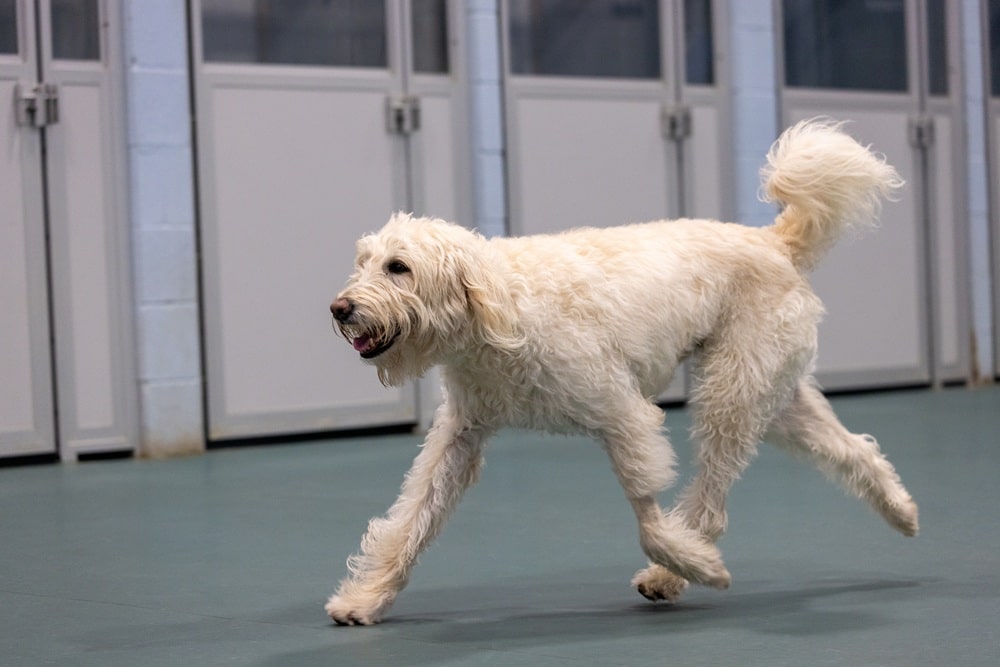 dog boarding services