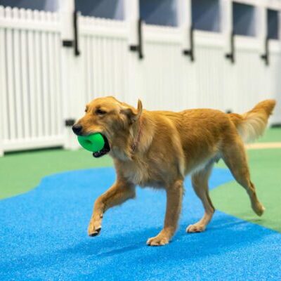 Golden retriever holding bright green toy in mouth at DogBeach for Dog Boarding near Orlando, FL