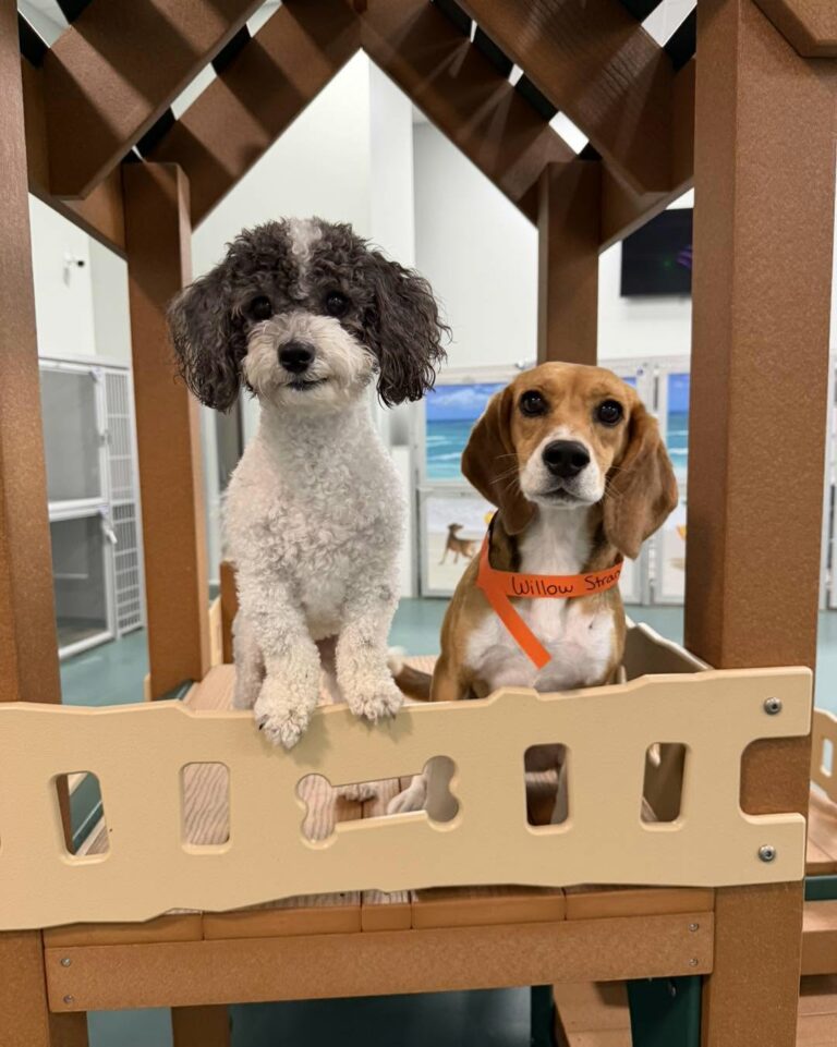 Two happy dogs in an indoor play yard